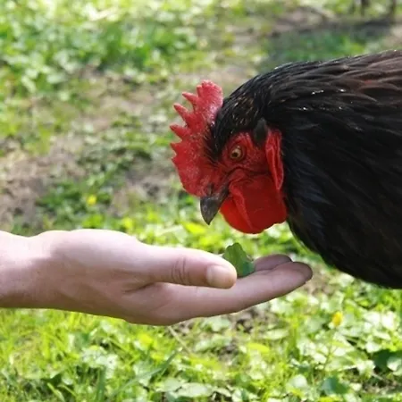 Kerzenzimmer - Maerchen Aus Wachs Und Flamme דירה *